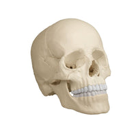Osteopathie-Schädelmodell, 22-teilig, anatomische Ausführung